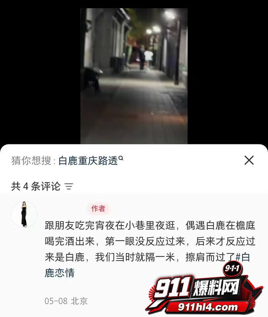 白鹭13 白鹭13